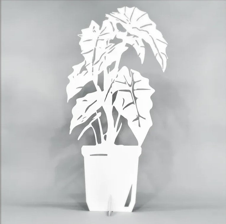 Alocasia plant wit