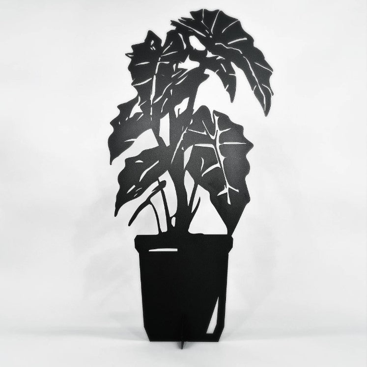 Plant Alocasia zwart